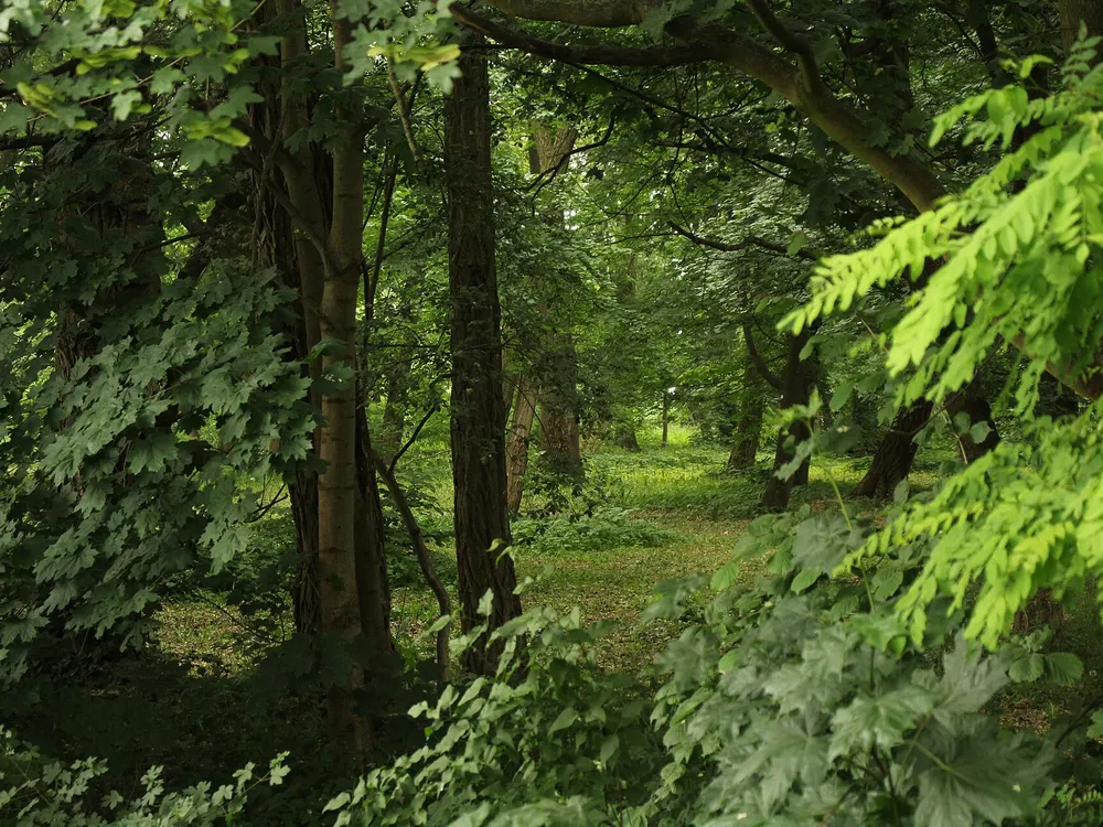 Park w Słupi Wielkiej — Słupia Wielka. Zielony fragment trasy w cieniu drzew.