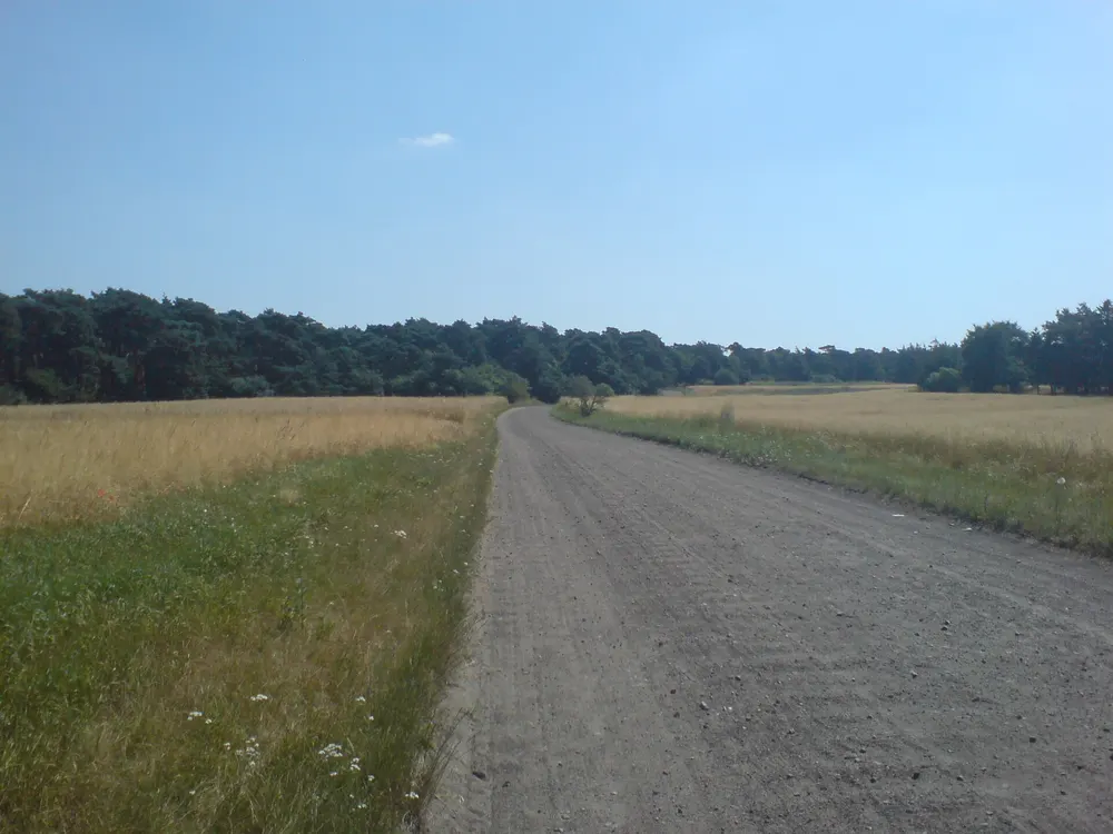 Wjazd do lasu — Stęszew. Tędy trasa wchodzi w las.